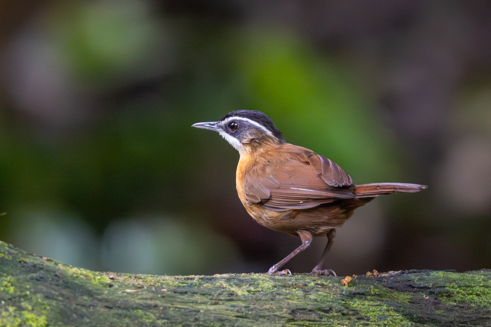 image Bornean Black-capped Babbler